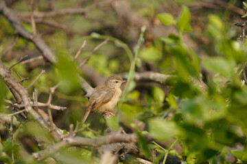 Plain prinia sitting on a twig