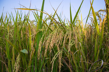 Grain rice spike agriculture field landscape view