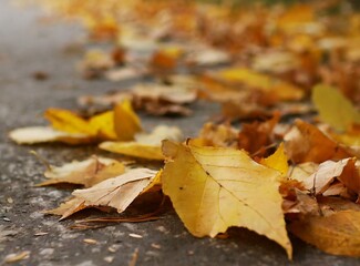 Autumn Leaves Wallpaper