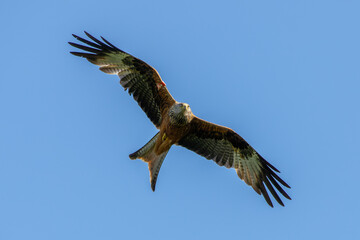 Red Kite