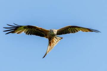 Red Kite