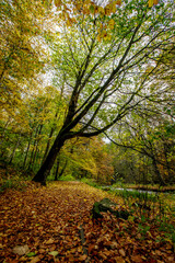 Fototapeta premium autumn in the forest