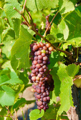 Close-up of grapevine with clusters of red grapes and green leaves at a vineyard in the Moselle...