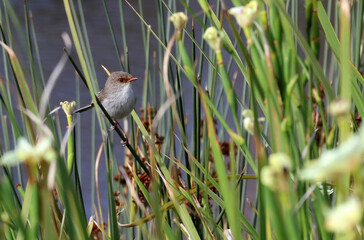 Closeup of a female Blue Wren among Yellow Butterfly Iris flowers, New South Wales Australia
