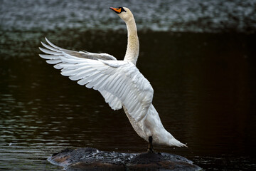 swan on the water