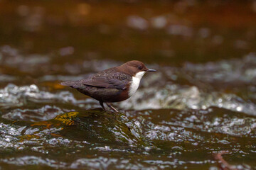 Dipper