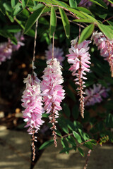 Pink Summer Wisteria blooms, New South Wales Australia
