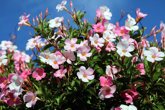 Sunlit Mandevilla blooms, New South Wales Australia
