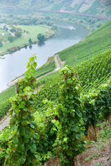 Agricultural landscape with vineyards on the slope down to the Moselle River in Germany in autumn. 