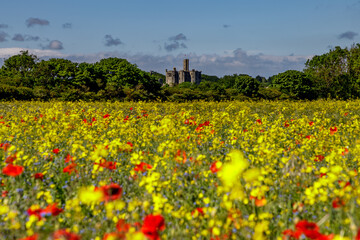 poppy field in spring
