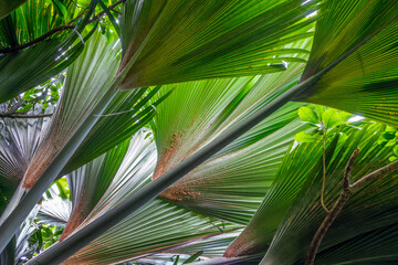 Coco de mer tree (sea coconut) giant palms leaves close up , Vallée de Mai, Seychelles - obrazy, fototapety, plakaty