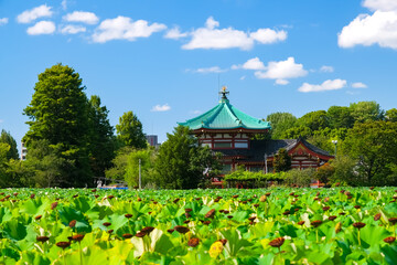 Fototapeta na wymiar 東京都 夏の上野公園、不忍池と不忍池辯天堂