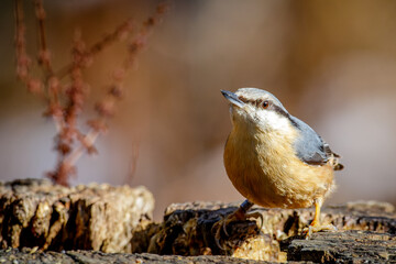 nuthatch