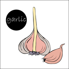 illustration half garlic and one clove, drawn by hand.  Half head of garlic with dry stalk and one clove of garlic. Harvest time. Farmer's market product, isolated vegetable.