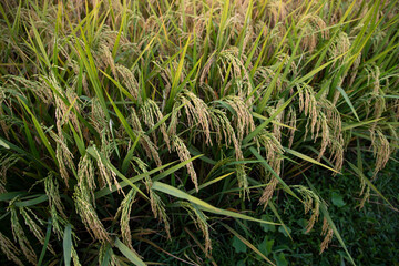 Grain rice spike agriculture field landscape view