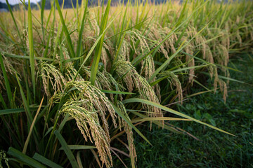 Grain rice spike agriculture field landscape view