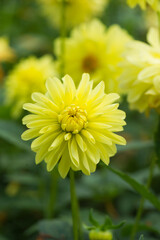 Gelb blühende Dahlien im Garten