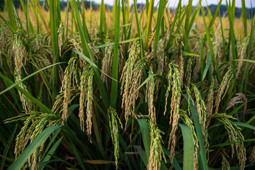 Grain rice spike agriculture field landscape view