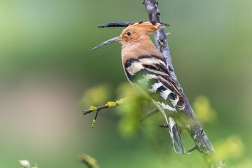 Wiedehopf (Upupa epops)