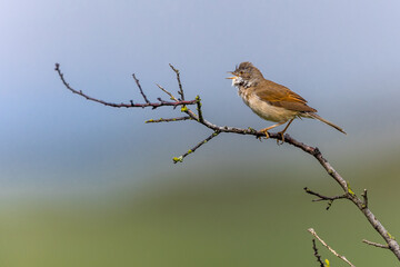 Dorngrasmücke (Sylvia communis)