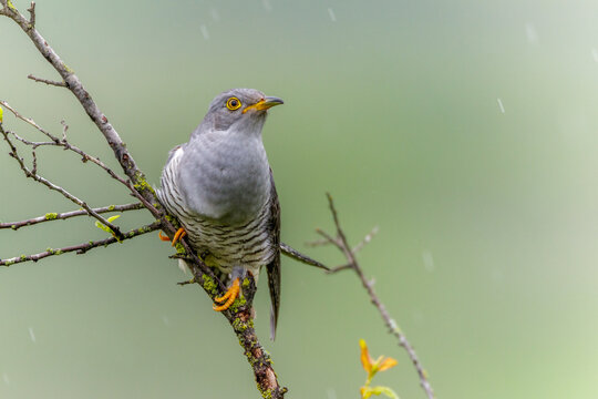 Kuckuck (Cuculus canorus)