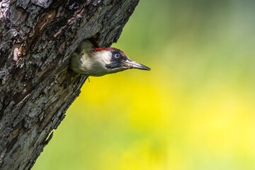 Grünspecht (Picus viridis) Weibchen