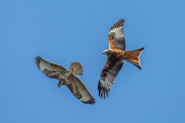 red kite and buzzard