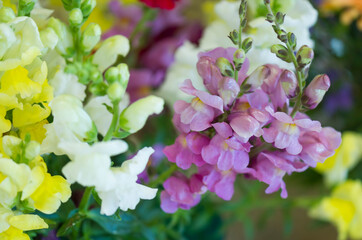 Blühende Löwenmäulchen