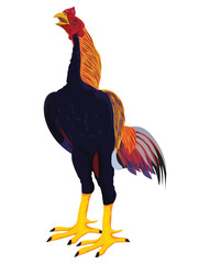 rooster vector design