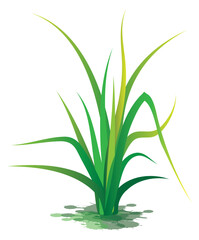 green grass on white background vector design