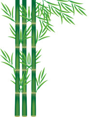 Fototapeta na wymiar bamboo plant vector design