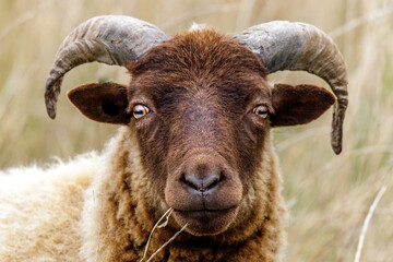 close up of a sheep ram