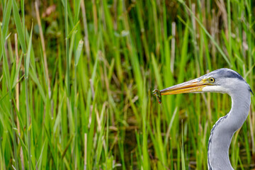 great heron