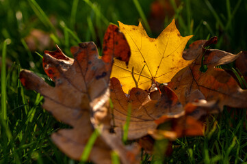 Jesienne liście klonu i dębu z bliska na trawie