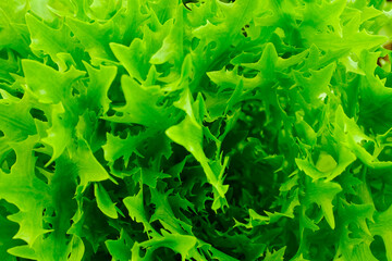 Salad leaves growing, top view. Background from lettuce leaves plant for publication, design,...