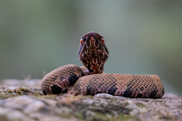 Cottonmouth
