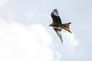red kite