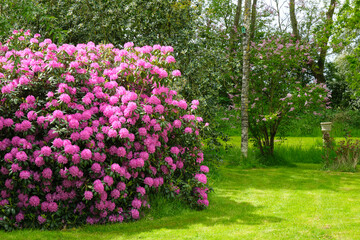 Blooming pink rhododendron shrub in a park on a sunny day in spring