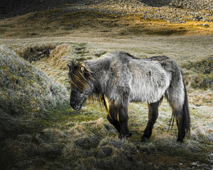 Isländer Horse