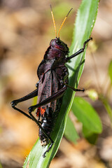 grasshopper on a leaf