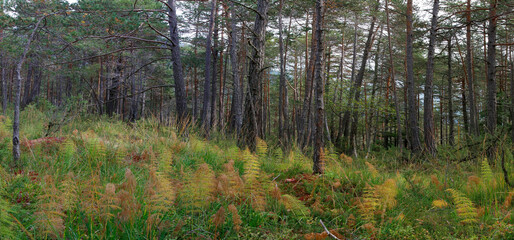 Mischwald mit Farne im Herbst, Panorama, Bayern, Deutschland, Europa, Panorama 