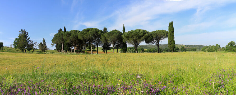 Pinien-Allee in der Toskana, Italien, Europa, Panorama 