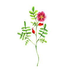 Plant growth diagram. Image of a pink rosehip flower with fruits and buds