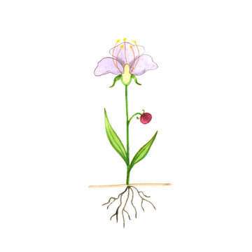 Plant growth diagram. Image of flower roots