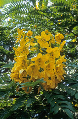 Cassia leptophylla, Cassia, arbre médaillon d'or