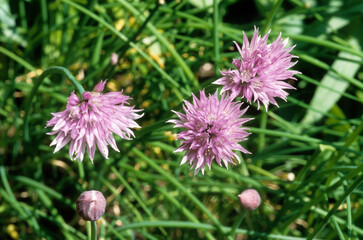 Allium schoenoprassum , Ciboulette commune, Ciboulette ,Civette