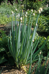 Ciboule , Allium fistulosum