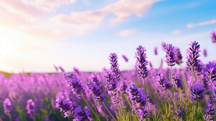 Obraz premium plant natural flower background serene illustration summer beauty, flora petal, garden beautiful plant natural flower background serene