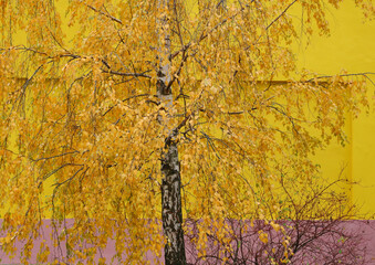 Bright yellow birch leaves against the background of a yellow building. Unusual yellow color on a yellow background. Autumn, yellow birch leaves.