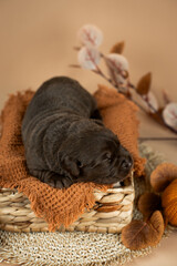 Warm vertical studio photo of newborn puppy of chocolate labrador retriever dog laying in basket in autumn decor with knitted pumpkins and brown leaves on beige background